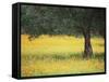 Olive Tree in Field of Wild Flowers, Near Fez, Morocco, North Africa, Africa-Lee Frost-Framed Stretched Canvas