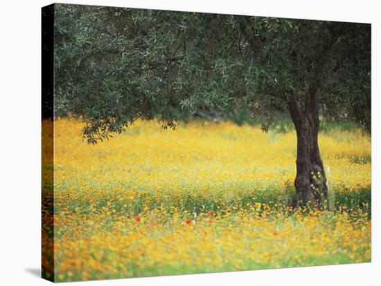 Olive Tree in Field of Wild Flowers, Near Fez, Morocco, North Africa, Africa-Lee Frost-Stretched Canvas