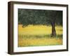 Olive Tree in Field of Wild Flowers, Near Fez, Morocco, North Africa, Africa-Lee Frost-Framed Photographic Print