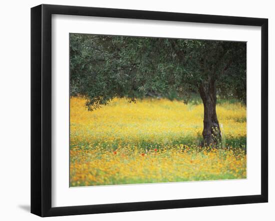 Olive Tree in Field of Wild Flowers, Near Fez, Morocco, North Africa, Africa-Lee Frost-Framed Photographic Print