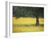 Olive Tree in Field of Wild Flowers, Near Fez, Morocco, North Africa, Africa-Lee Frost-Framed Photographic Print