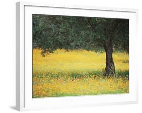 Olive Tree in Field of Wild Flowers, Near Fez, Morocco, North Africa, Africa-Lee Frost-Framed Photographic Print