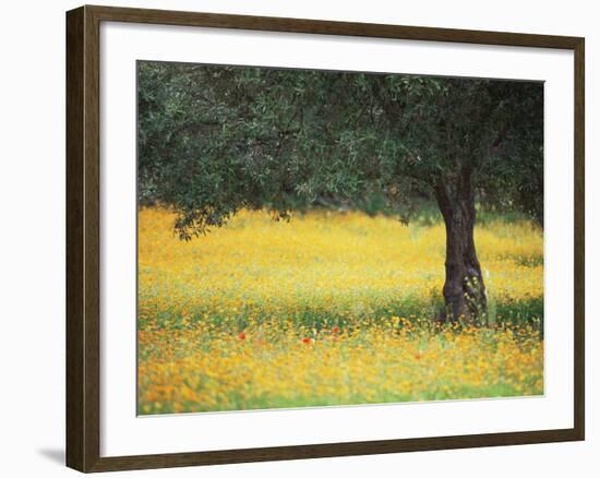 Olive Tree in Field of Wild Flowers, Near Fez, Morocco, North Africa, Africa-Lee Frost-Framed Photographic Print