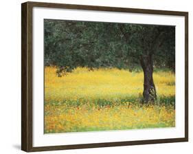 Olive Tree in Field of Wild Flowers, Near Fez, Morocco, North Africa, Africa-Lee Frost-Framed Photographic Print