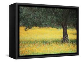 Olive Tree in Field of Wild Flowers, Near Fez, Morocco, North Africa, Africa-Lee Frost-Framed Stretched Canvas