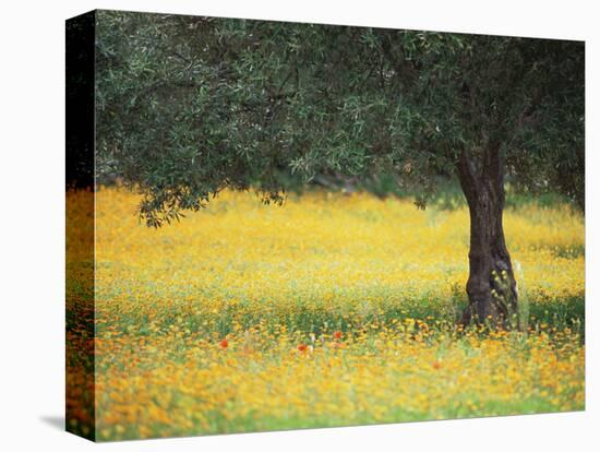 Olive Tree in Field of Wild Flowers, Near Fez, Morocco, North Africa, Africa-Lee Frost-Stretched Canvas