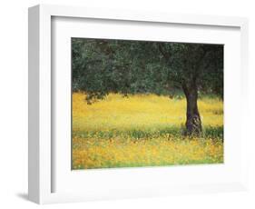 Olive Tree in Field of Wild Flowers, Near Fez, Morocco, North Africa, Africa-Lee Frost-Framed Photographic Print