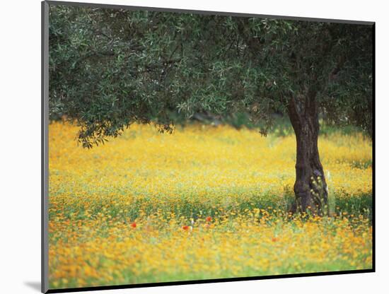 Olive Tree in Field of Wild Flowers, Near Fez, Morocco, North Africa, Africa-Lee Frost-Mounted Photographic Print