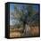 Olive Tree in Sicily-CM Dixon-Framed Stretched Canvas