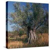 Olive Tree in Sicily-CM Dixon-Stretched Canvas