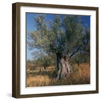 Olive Tree in Sicily-CM Dixon-Framed Photographic Print