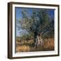Olive Tree in Sicily-CM Dixon-Framed Photographic Print