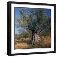 Olive Tree in Sicily-CM Dixon-Framed Photographic Print