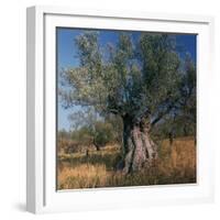 Olive Tree in Sicily-CM Dixon-Framed Photographic Print