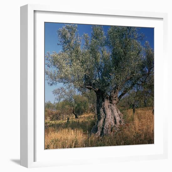 Olive Tree in Sicily-CM Dixon-Framed Photographic Print