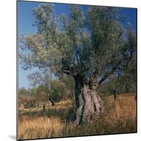 Olive Tree in Sicily-CM Dixon-Mounted Photographic Print