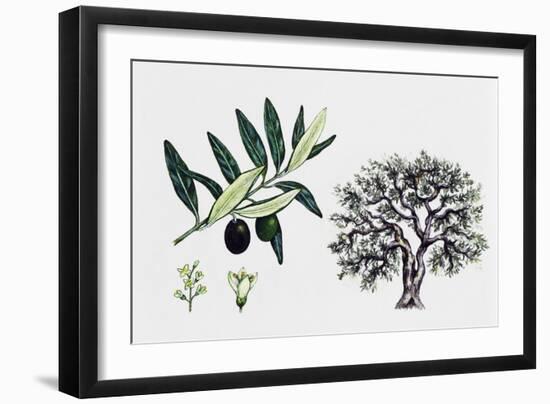 Olive Tree (Olea Europaea), Oleaceae, Tree, Leaves, Flowers and Fruit-null-Framed Giclee Print