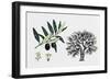 Olive Tree (Olea Europaea), Oleaceae, Tree, Leaves, Flowers and Fruit-null-Framed Giclee Print