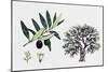 Olive Tree (Olea Europaea), Oleaceae, Tree, Leaves, Flowers and Fruit-null-Mounted Giclee Print