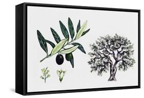 Olive Tree (Olea Europaea), Oleaceae, Tree, Leaves, Flowers and Fruit-null-Framed Stretched Canvas