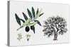 Olive Tree (Olea Europaea), Oleaceae, Tree, Leaves, Flowers and Fruit-null-Stretched Canvas