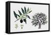 Olive Tree (Olea Europaea), Oleaceae, Tree, Leaves, Flowers and Fruit-null-Framed Stretched Canvas