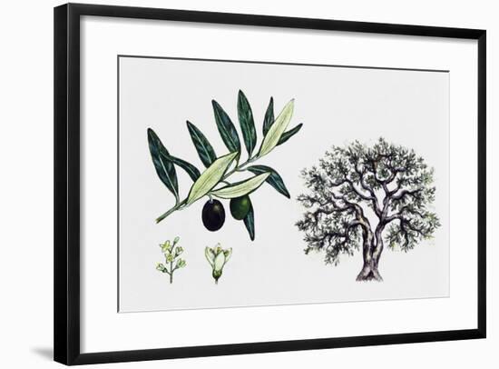 Olive Tree (Olea Europaea), Oleaceae, Tree, Leaves, Flowers and Fruit-null-Framed Giclee Print