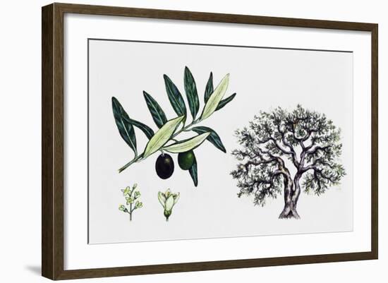 Olive Tree (Olea Europaea), Oleaceae, Tree, Leaves, Flowers and Fruit-null-Framed Giclee Print