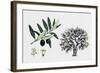 Olive Tree (Olea Europaea), Oleaceae, Tree, Leaves, Flowers and Fruit-null-Framed Giclee Print
