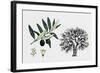 Olive Tree (Olea Europaea), Oleaceae, Tree, Leaves, Flowers and Fruit-null-Framed Giclee Print