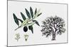 Olive Tree (Olea Europaea), Oleaceae, Tree, Leaves, Flowers and Fruit-null-Mounted Giclee Print