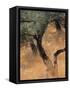 Olive Tree, Turkey-Jon Arnold-Framed Stretched Canvas