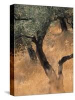 Olive Tree, Turkey-Jon Arnold-Stretched Canvas