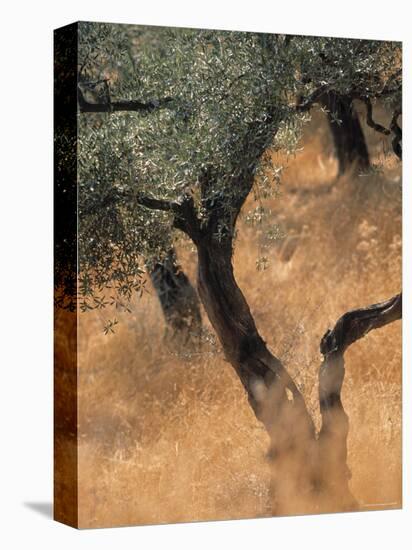 Olive Tree, Turkey-Jon Arnold-Stretched Canvas