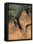 Olive Tree, Turkey-Jon Arnold-Framed Stretched Canvas