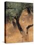 Olive Tree, Turkey-Jon Arnold-Stretched Canvas