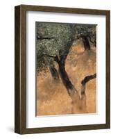 Olive Tree, Turkey-Jon Arnold-Framed Photographic Print