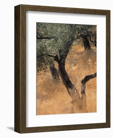 Olive Tree, Turkey-Jon Arnold-Framed Photographic Print