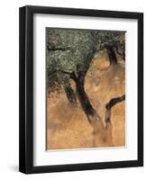 Olive Tree, Turkey-Jon Arnold-Framed Photographic Print