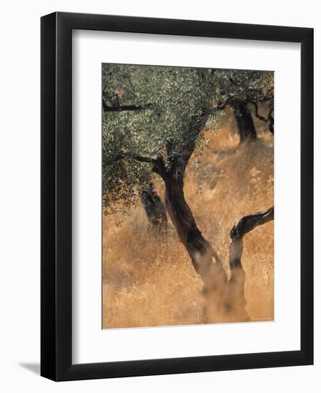 Olive Tree, Turkey-Jon Arnold-Framed Photographic Print