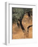 Olive Tree, Turkey-Jon Arnold-Framed Photographic Print