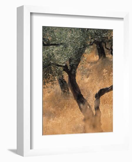 Olive Tree, Turkey-Jon Arnold-Framed Photographic Print