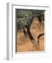 Olive Tree, Turkey-Jon Arnold-Framed Photographic Print