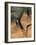 Olive Tree, Turkey-Jon Arnold-Framed Photographic Print