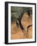 Olive Tree, Turkey-Jon Arnold-Framed Photographic Print