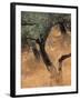 Olive Tree, Turkey-Jon Arnold-Framed Photographic Print