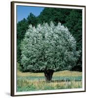 Olive Tree-null-Framed Premium Giclee Print