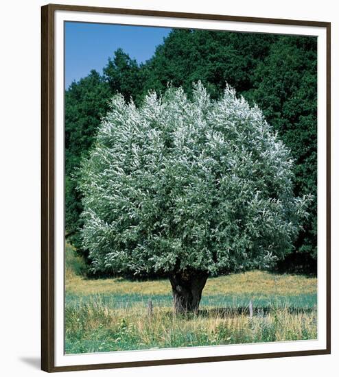 Olive Tree-null-Framed Premium Giclee Print