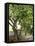 Olive Tree-Rogge & Jankovic-Framed Stretched Canvas