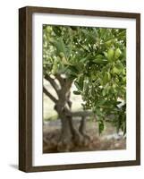 Olive Tree-Rogge & Jankovic-Framed Photographic Print